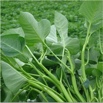 庭院阳台大叶空心菜种子空心菜种子周期短栽培容易大叶空心菜10克 图片价格品牌报价 京东