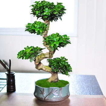 小叶金钱榕树大型s造型8字造型盆景盆栽人参榕树室内阳台庭院老桩 s