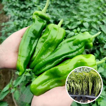 大禹 阳台辣椒种子超大薄皮菜椒苗 薄皮辣椒苗(泡椒苗) 6棵