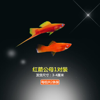 金银黑皮球玛丽除油膜胎生鱼红箭红白剑米奇月光牡丹小型活体鱼3 4cm红箭公母2对 图片价格品牌报价 京东
