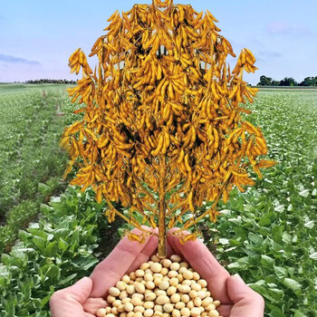 神禾中黄301大豆种子高产黄豆新品种抗旱早熟秋季 中黄301大豆种子 1