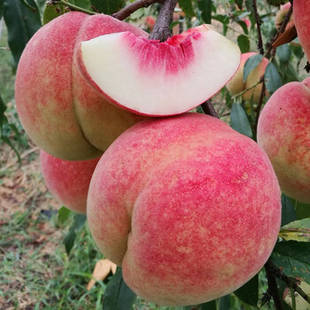 果树苗嫁接桃树苗桃苗嫁接树苗当年结果苗冬脆桃2年苗