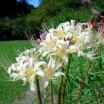 波思菊种子种子种子盆栽花卉彼岸花种球红花石蒜花 曼珠沙华曼陀罗种子白公主含盆套餐 图片价格品牌报价 京东