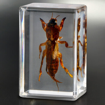 汝画真实昆虫标本透明树脂创意小摆件幼儿园教学观察玩具蝼蛄其他长