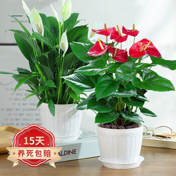蝴蝶之舞红掌白掌盆栽植物室内花卉好养土培一帆风顺大盆水养四季常青绿植红掌 白掌 木桶盆 含盆 图片价格品牌报价 京东