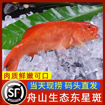 李享食丰舟山生态东星斑鲜活冷冻深海东星斑活鲜冷冻海鲜水产东星斑冰鲜 1.5-2斤