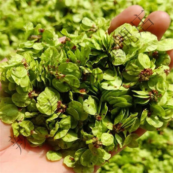 2022榆钱新鲜榆串榆钱蒸菜榆钱儿 2000g