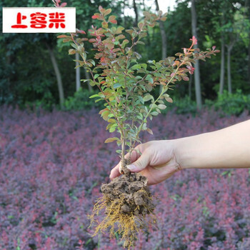 绿化工程苗花坛灌木篱笆树苗红叶小檗苗红叶小波小檗苗 球状落叶南北方植物耐寒耐旱植物30 40厘米高50颗10cm 含 19cm 含 图片价格品牌报价 京东