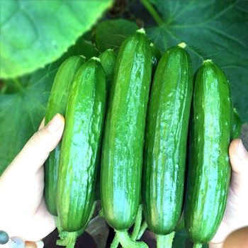 京鲜生 山东水果小黄瓜 净重5斤单果80g+ 健康轻食 源头直发