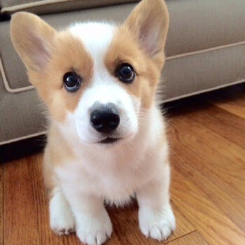 质保30天秋颖出售纯种幼犬小型犬活体柯基茶杯犬活体宠物狗狗柯基犬母