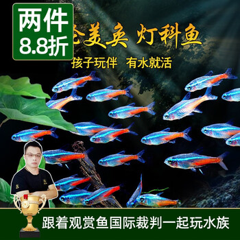 美人雾 灯科鱼热带鱼小型观赏鱼活鱼活体红绿灯鱼淡水草缸群游 红绿灯鱼30条