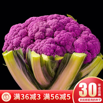 大禹西兰花菜种子早熟松花菜种籽宝塔菜花椰菜苗西兰苔秋冬季播种农家阳台盆栽种植 紫色花菜 紫花1号种子10粒 图片价格品牌报价 京东