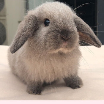 兔子活物 白兔垂耳兔宠物兔活体凤眼兔宝宝纯种兔 暹罗垂耳兔1只
