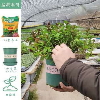 寿禾薄荷苗盆栽种子可食用留兰香 胡椒 香槟 柠檬 猫薄荷苗秧苗四季观赏绿植香草苗薄荷叶 套餐 香槟薄荷幼苗3棵 1kg土 1加仑盆 图片价格品牌