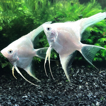 zxc神仙鱼活体小型七彩神仙鱼活体三色燕鱼白神仙鱼斑马燕鱼米白色2条