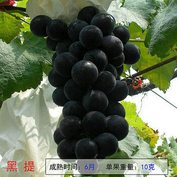 言清买2颗送1颗 嫁接葡萄树苗 葡萄苗南北方庭院阳台盆栽地栽果树苗 黑提 七年大苗当年结果