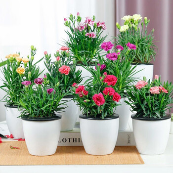 颜美 康乃馨盆栽花苗带花苞绿花卉母亲节四季开花易爆盆室内好养花卉