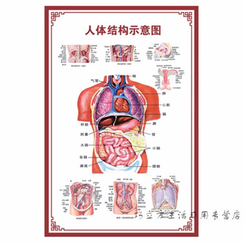 人体内脏解剖系统示意图医学骨骼肌肉器官血管血液结构图医院海报女性生殖系统解剖图 40寸 70x105cm 图片价格品牌报价 京东