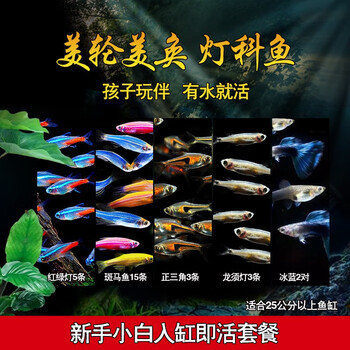 美人雾 灯科鱼热带鱼小型观赏鱼活鱼活体红绿灯鱼淡水草缸群游 新手小白入缸即活套餐