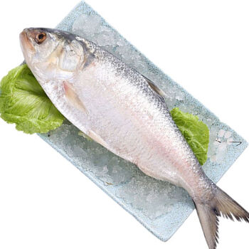 鲜斫【江河鲥鱼】超大1-2.