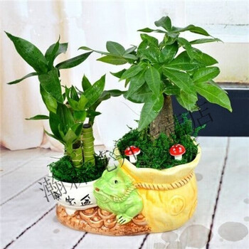 发财树盆栽绿植花卉富贵竹荷花竹植物盆栽办公室内桌面植物小盆景彩色