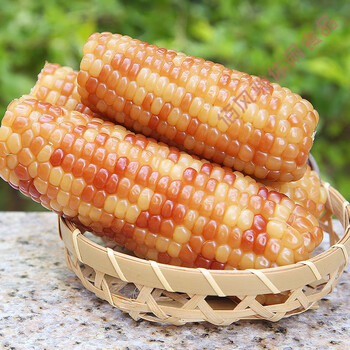 版纳香糯小玉米 云南西双版纳甜糯玉米新鲜糯玉米真空包装即食粘玉米