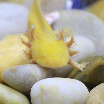 鱼小火龙鱼蝾螈鱼缸底部清洁水族活体鱼冷水淡水观赏鱼 黄金龙17-20