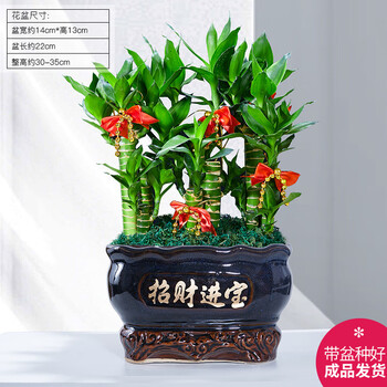 幼薇节节高富贵竹植物客厅转运绿植盆栽办公室内桌面好养盆景四季常青 九棵富贵竹+深蓝招财进宝瓷盆 带盆栽好