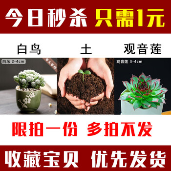 多肉植物组合盆栽莲花肉肉稀有品种多肉贵货老桩大颗白鸟 观音莲 土 限1 多拍不发 不含盆 图片价格品牌报价 京东 多肉植物组合盆栽莲花肉肉稀有品种多肉贵货老桩大颗白鸟 观音莲 土 限1 多拍不发 不含盆 图片价格品牌报价 京东
