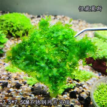 鱼缸沉木造景散装莫斯鹿角苔火焰垂泪松茸怪厥三角懒人水草草坪怪蕨莫丝片 图片价格品牌报价 京东