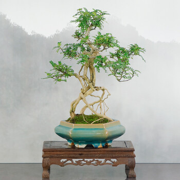 自然岛(zirandao)精品提根老桩花椒木老桩盆景客厅办公室悬崖造型送礼