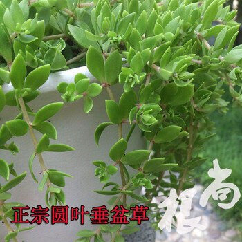 垂盆草正宗野生中药垂盆草可直接食用可种植垂藤植物现采现发养不死耐