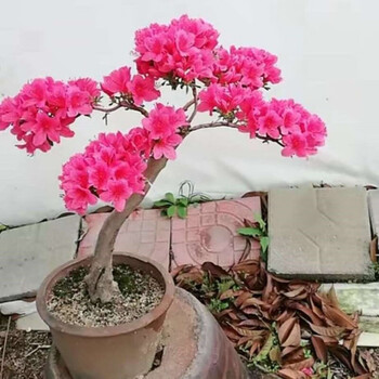 mdng映山红树苗大别山映山红杜鹃花老桩子提根盆景阳台紫花血红红 8年