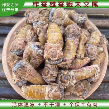 雄蚕蛾鲜活柞蚕雄蝉蛾公活体速冻未交尾不干瘪新货一斤