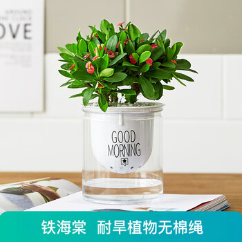 雅卉水培植物盆栽发财树办公室内小绿植芦荟吊兰花卉盆栽好养 【懒人盆】铁海棠 含盆