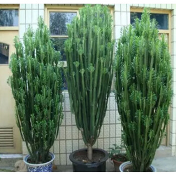 晗畅 巴西龙骨盆栽 多肉仙人掌植物盆景大颗肉肉除花卉 30厘米富贵