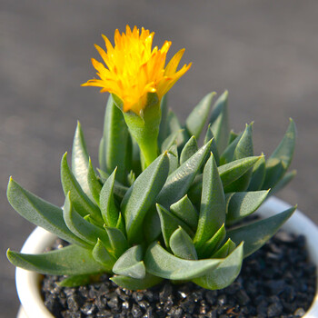 多肉植物紫乐室内组合小花卉盆栽好养绿植多头群生带盆透明黄花照波