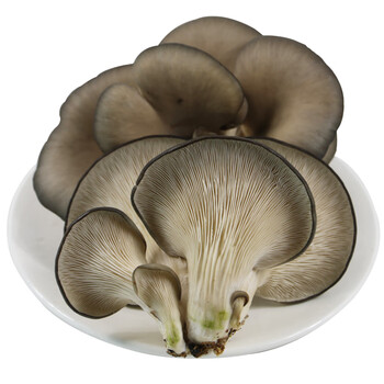 新鲜现采平菇个大鲜美菌菇鲜蘑菇每日现采发货 5斤