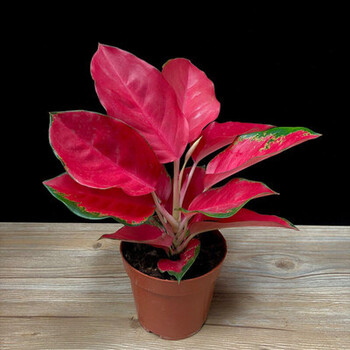 植物室内花净化空气万年红好养观叶植物虎雀huque中国红原盆带盆栽好