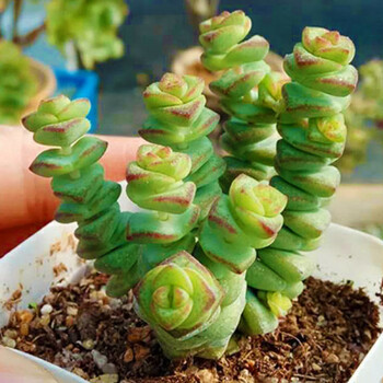 多肉植物蓝松稀有品种多年生巨型大棵肉嘟嘟室内花 钱串 单棵 不含盆