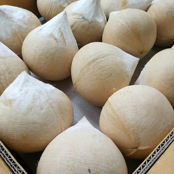 海南三亚泰国奶香椰青10个新鲜香水椰子新鲜椰子孕妇大果三亚牛奶香椰