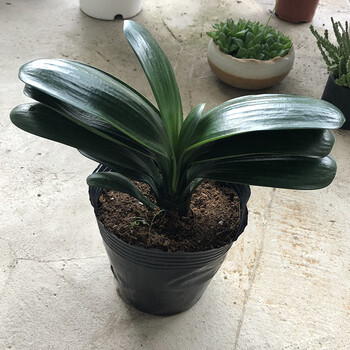 君子兰盆栽圆头和尚精品带盆当年开花室内鞍山兰四季常绿植物君子兰