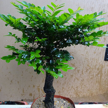 名贵小叶紫檀盆景植物树桩室内客厅盆栽花卉四季常青易养绿植阳台详情