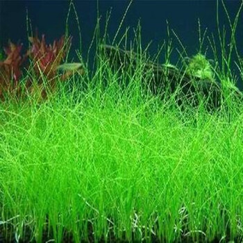 鱼缸造景种子小对叶小牛毛水草种子套餐小牛毛