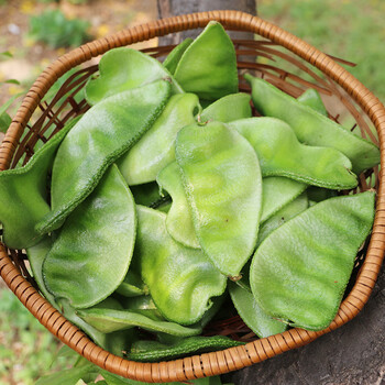 农家生态种植猪耳朵豆角扁豆角绿色新鲜蔬菜现摘现发3斤装