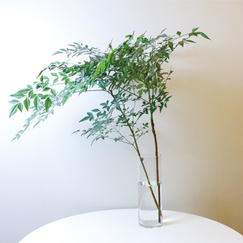 适用于南天竹鲜切枝网红植物水养插花客厅观叶禅意枝条四季常青顺丰