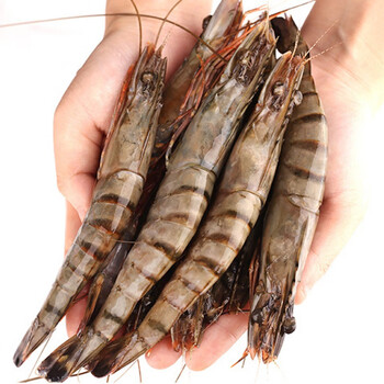 大号竹节虾新鲜大虾黑虎虾海鲜水产鲜活海虾 16-18cm(20只/盒)买1加1