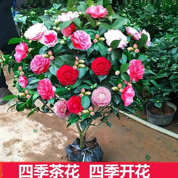 山茶花苗赤丹浓香带花耐寒一树多色盆栽树苗四季开花不断花卉观花1公分粗50高 品种备注 不含盆 图片价格品牌报价 京东