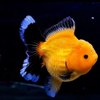 百褶泰狮金鱼冷水鱼红色包金元宝体黑色红白幼鱼观赏鱼苗 包金精品百