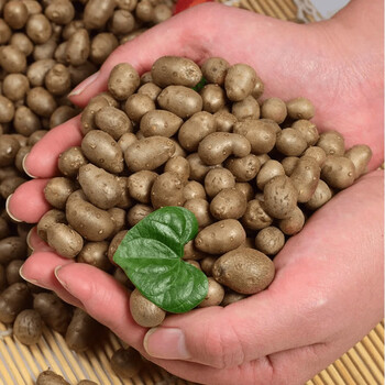 新鲜山药豆农家精选山药蛋现挖先发新鲜蔬菜铁棍山药豆5斤装